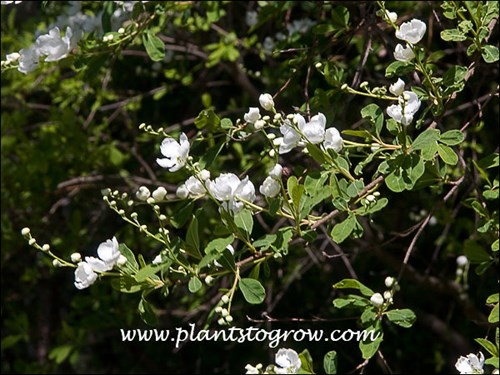 Common Pearl Bush (Exochorda racemosa)
The unopened buds look like white pearls, hence the common name Pearl Bush. (May 3)